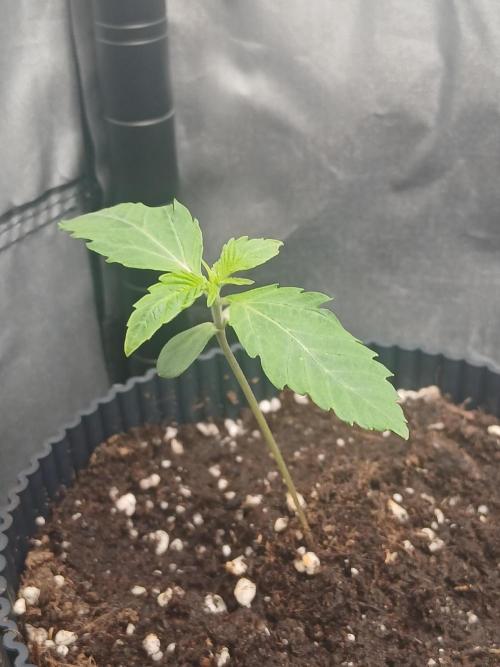 Super Sativa Seed Club Soil Version. Week 1