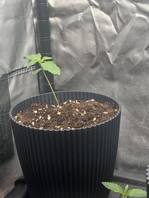 Super Sativa Seed Club Soil Version. Week 1