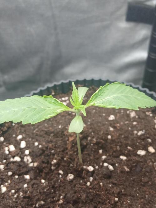 Super Sativa Seed Club Soil Version. Week 1