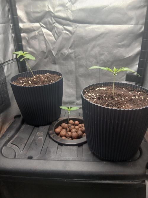 Super Sativa Seed Club Soil Version. Week 1