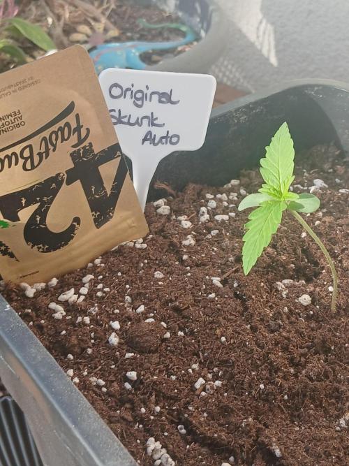 Original Skunk meets Auto. Week 1
