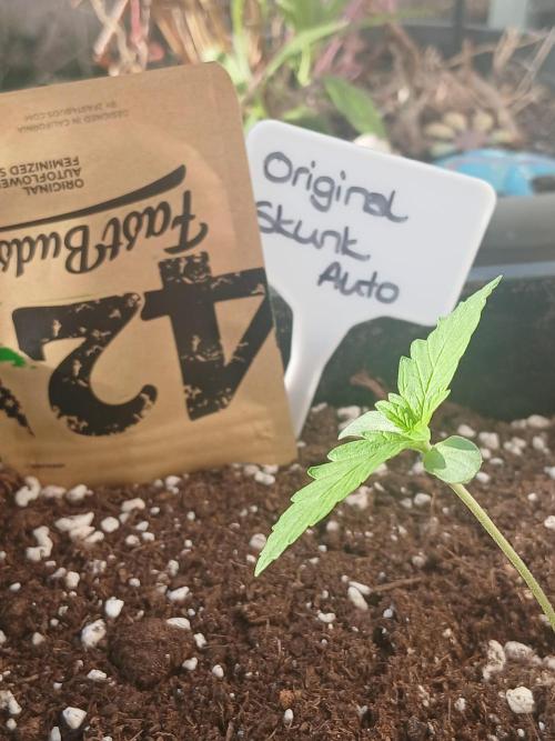 Original Skunk meets Auto. Week 1