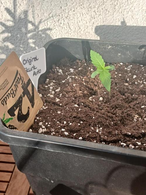 Original Skunk meets Auto. Week 1