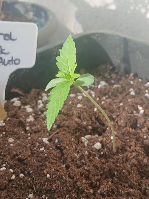Original Skunk meets Auto. Week 1