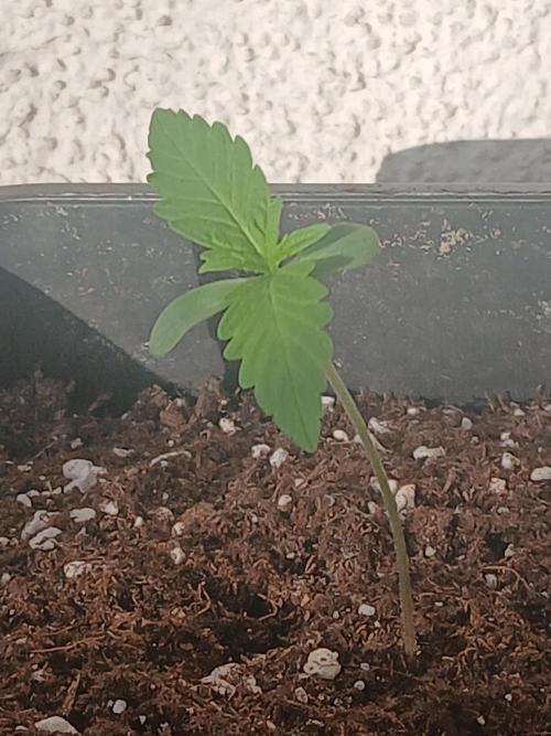Original Skunk meets Auto. Week 1