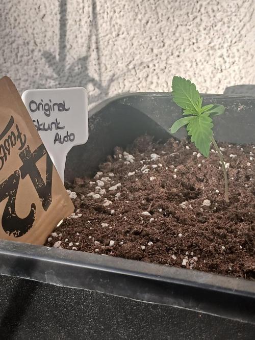 Original Skunk meets Auto. Week 1