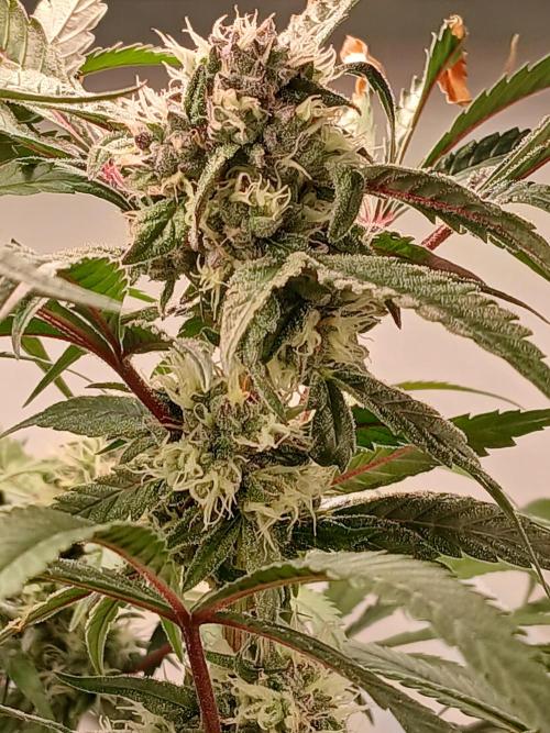 Hydroponischer Exotic Seed Grow. Week 10