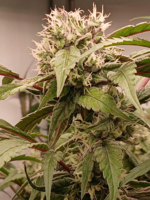 Hydroponischer Exotic Seed Grow. Week 10