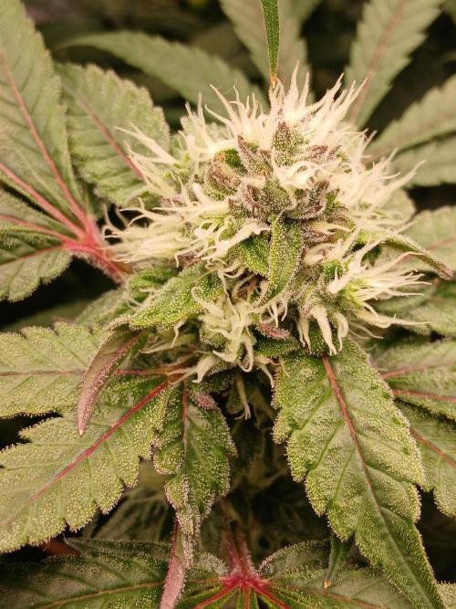 Hydroponischer Exotic Seed Grow. Week 10