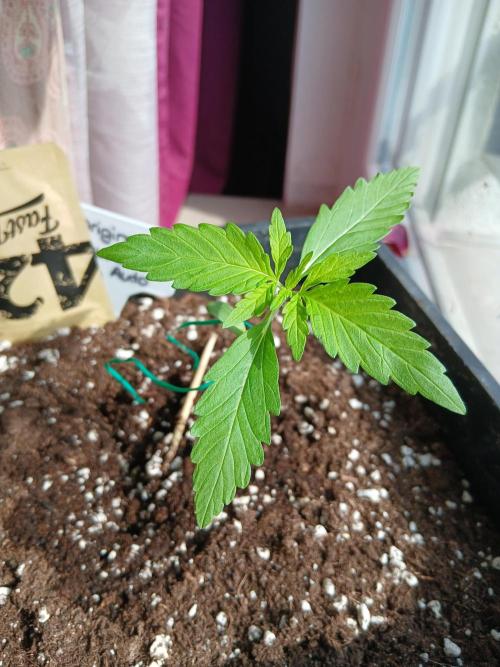 Original Skunk meets Auto. Week 2