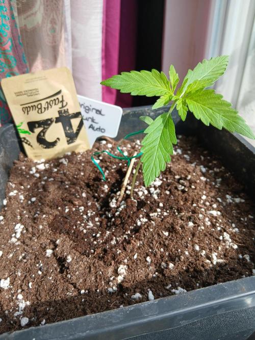 Original Skunk meets Auto. Week 2
