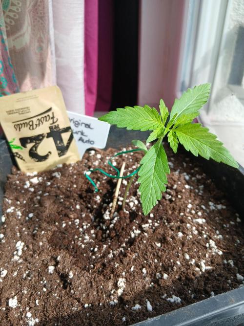 Original Skunk meets Auto. Week 2