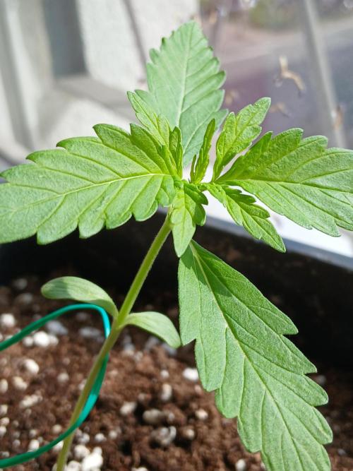Original Skunk meets Auto. Week 2