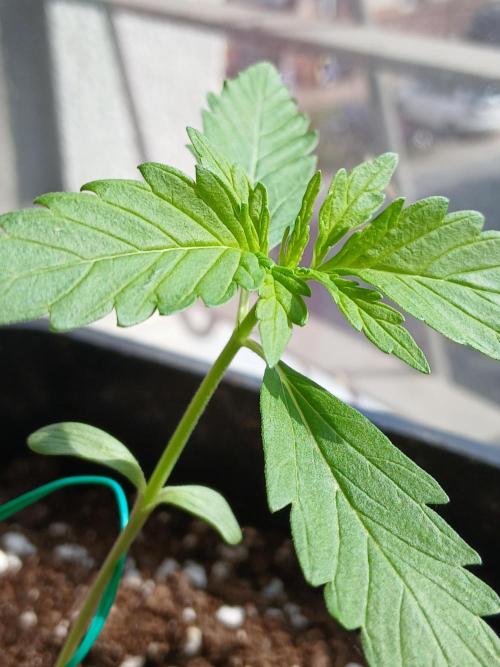 Original Skunk meets Auto. Week 2