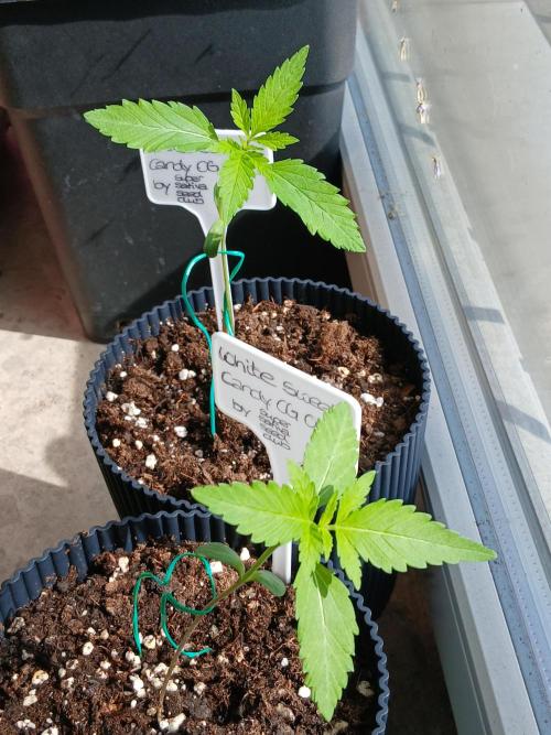 Super Sativa Seed Club Outdoor Version. Week 2