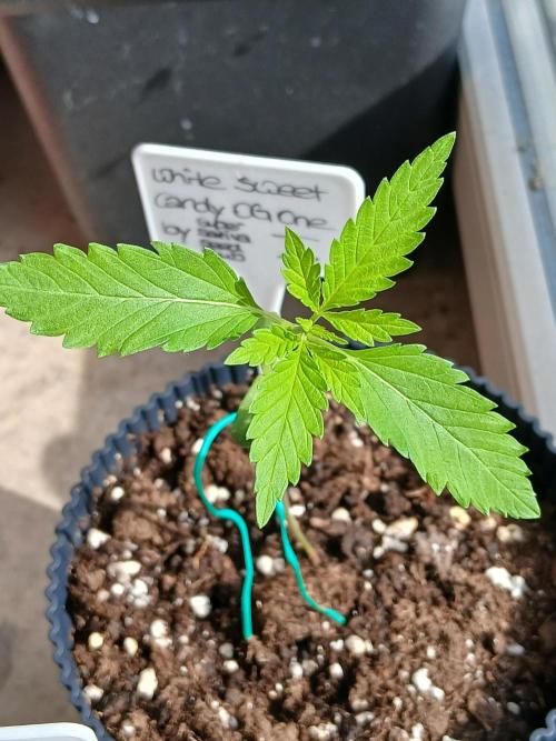 Super Sativa Seed Club Outdoor Version. Week 2