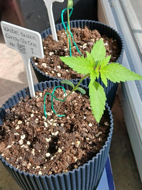 Super Sativa Seed Club Outdoor Version. Week 2