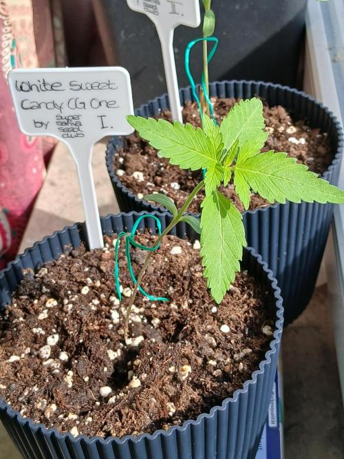 Super Sativa Seed Club Outdoor Version. Week 2