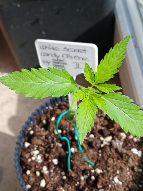 Super Sativa Seed Club Outdoor Version. Week 2