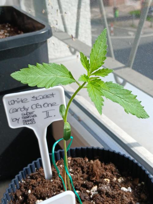 Super Sativa Seed Club Outdoor Version. Week 2
