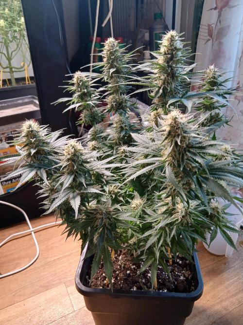 Raunächte-Grow mit Exotic Seed. Week 11