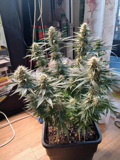 Raunächte-Grow mit Exotic Seed. Week 11