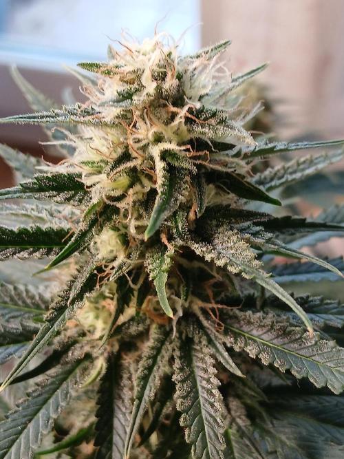 Raunächte-Grow mit Exotic Seed. Week 11