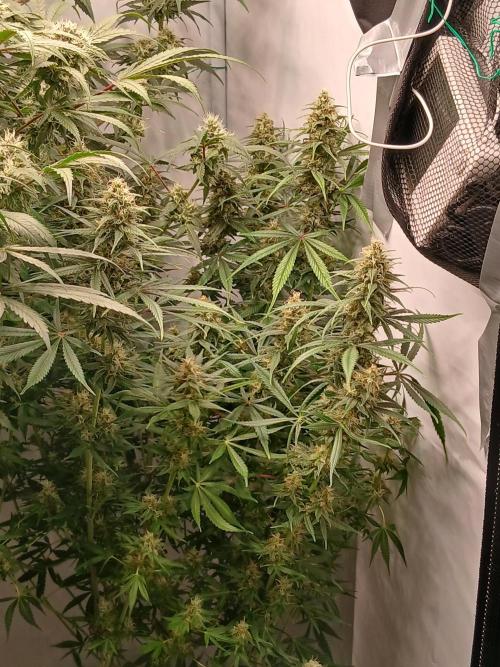 Raunächte-Grow mit Exotic Seed. Week 11