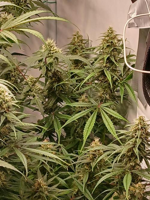 Raunächte-Grow mit Exotic Seed. Week 11