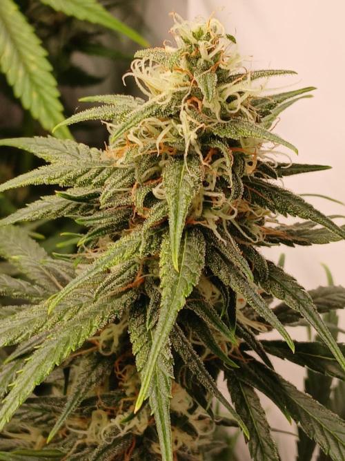 Raunächte-Grow mit Exotic Seed. Week 11