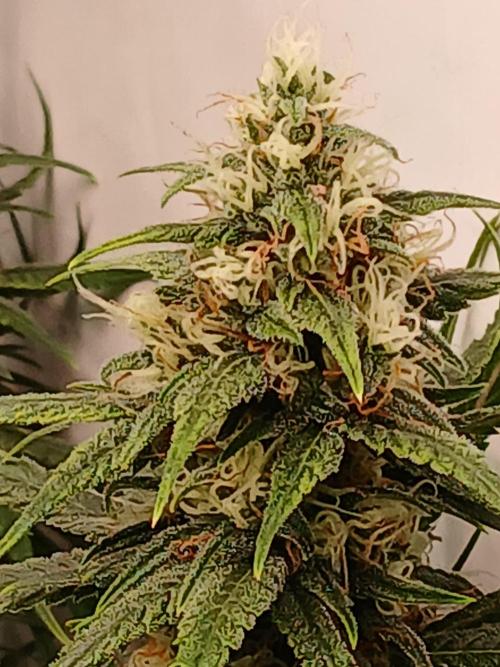 Raunächte-Grow mit Exotic Seed. Week 11