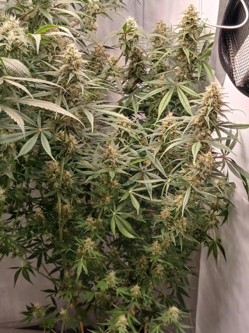 Raunächte-Grow mit Exotic Seed. Week 11