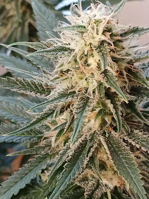 Raunächte-Grow mit Exotic Seed. Week 11