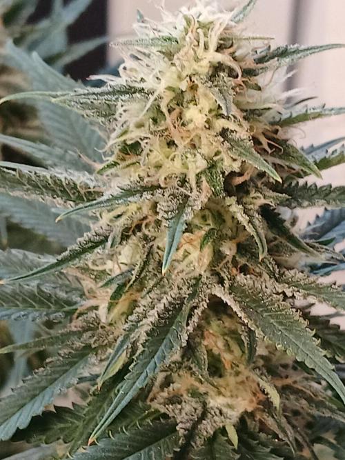 Raunächte-Grow mit Exotic Seed. Week 11