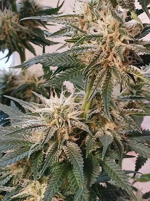 Raunächte-Grow mit Exotic Seed. Week 11