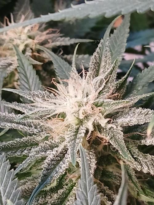 Raunächte-Grow mit Exotic Seed. Week 11