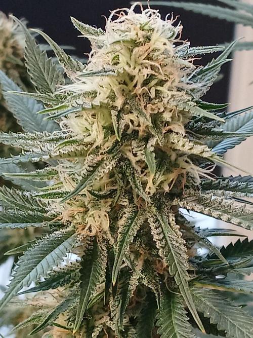 Raunächte-Grow mit Exotic Seed. Week 11