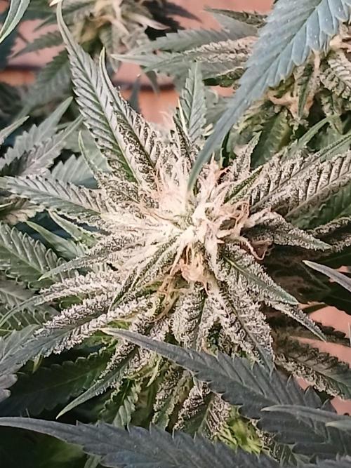 Raunächte-Grow mit Exotic Seed. Week 11