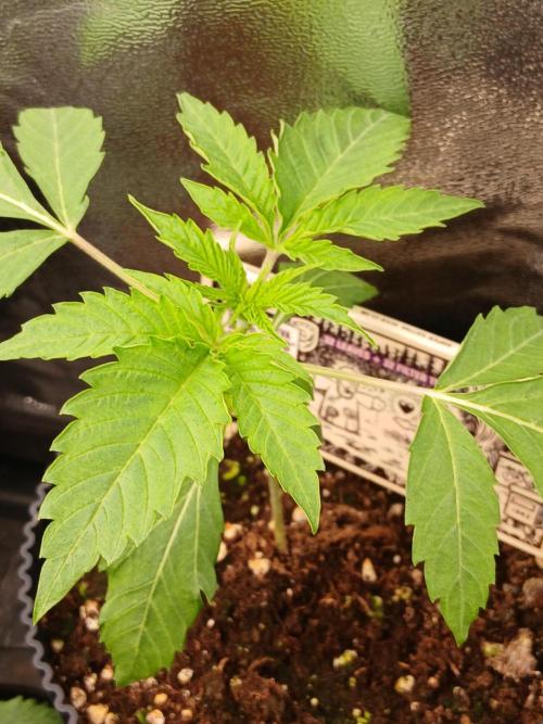 Super Sativa Seed Club Soil Version. Week 2