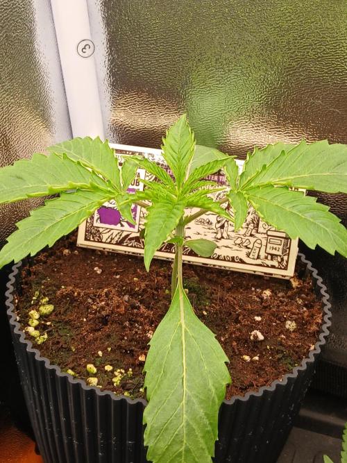 Super Sativa Seed Club Soil Version. Week 2