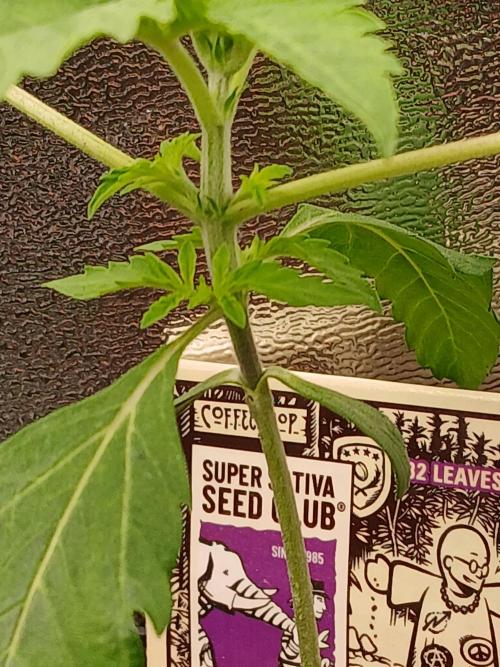 Super Sativa Seed Club Soil Version. Week 2