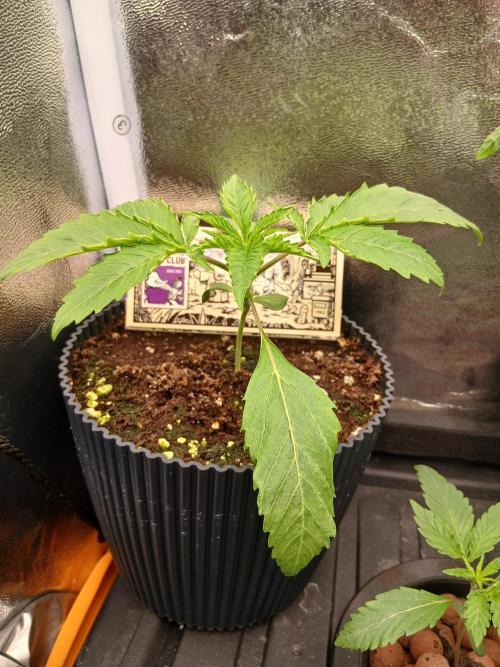 Super Sativa Seed Club Soil Version. Week 2