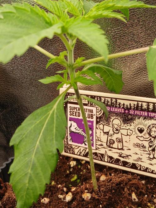 Super Sativa Seed Club Soil Version. Week 2