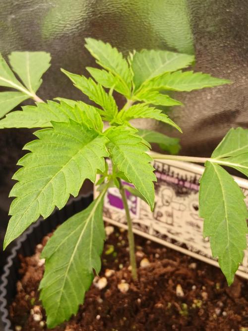 Super Sativa Seed Club Soil Version. Week 2