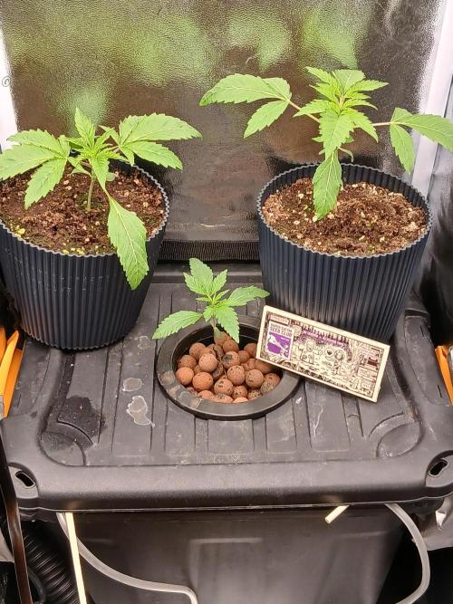 Super Sativa Seed Club Soil Version. Week 2
