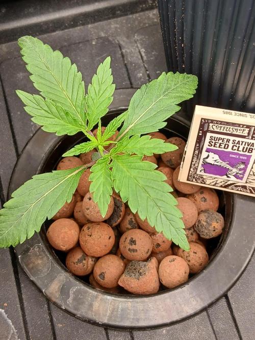 Super Sativa Seed Club DWC Version. Week 2