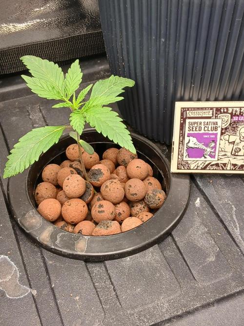 Super Sativa Seed Club DWC Version. Week 2