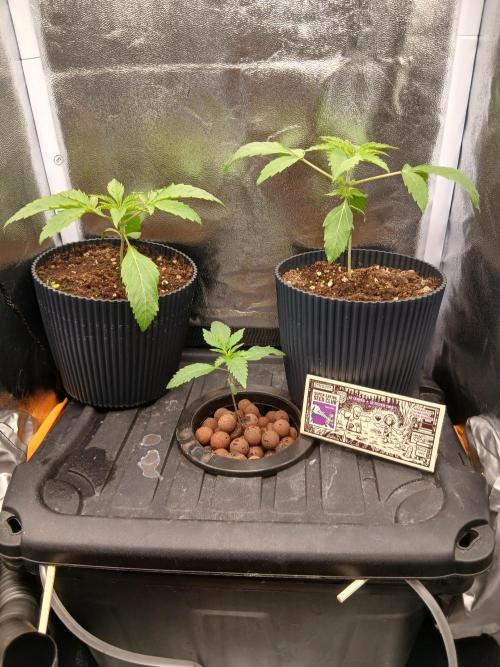 Super Sativa Seed Club DWC Version. Week 2