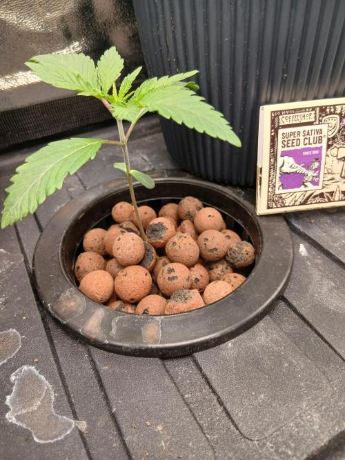 Super Sativa Seed Club DWC Version. Week 2