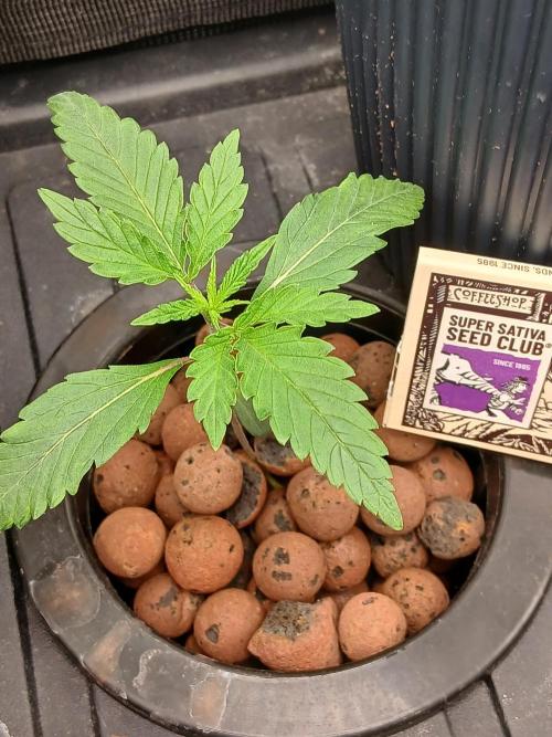 Super Sativa Seed Club DWC Version. Week 2